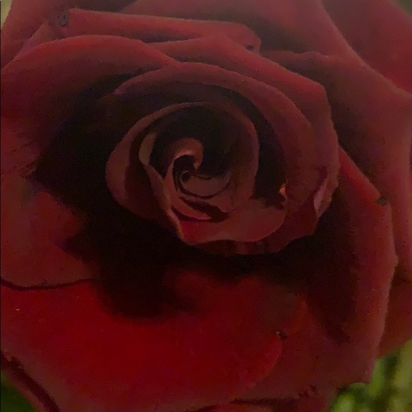 Meet your Posher, Amy - Picture 1 of 1